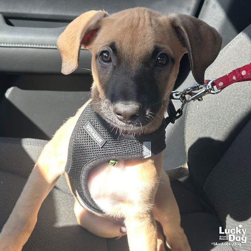 MARTIN - Shepherd / Labrador Retriever available for adoption