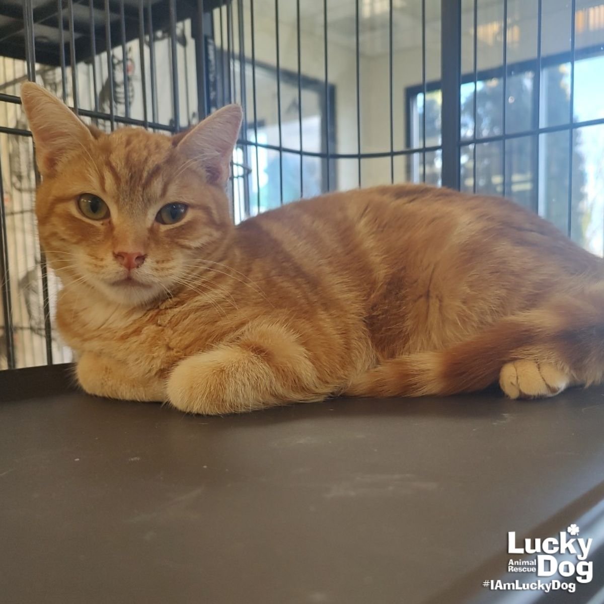 OVERCAST - Domestic Short Hair available for adoption