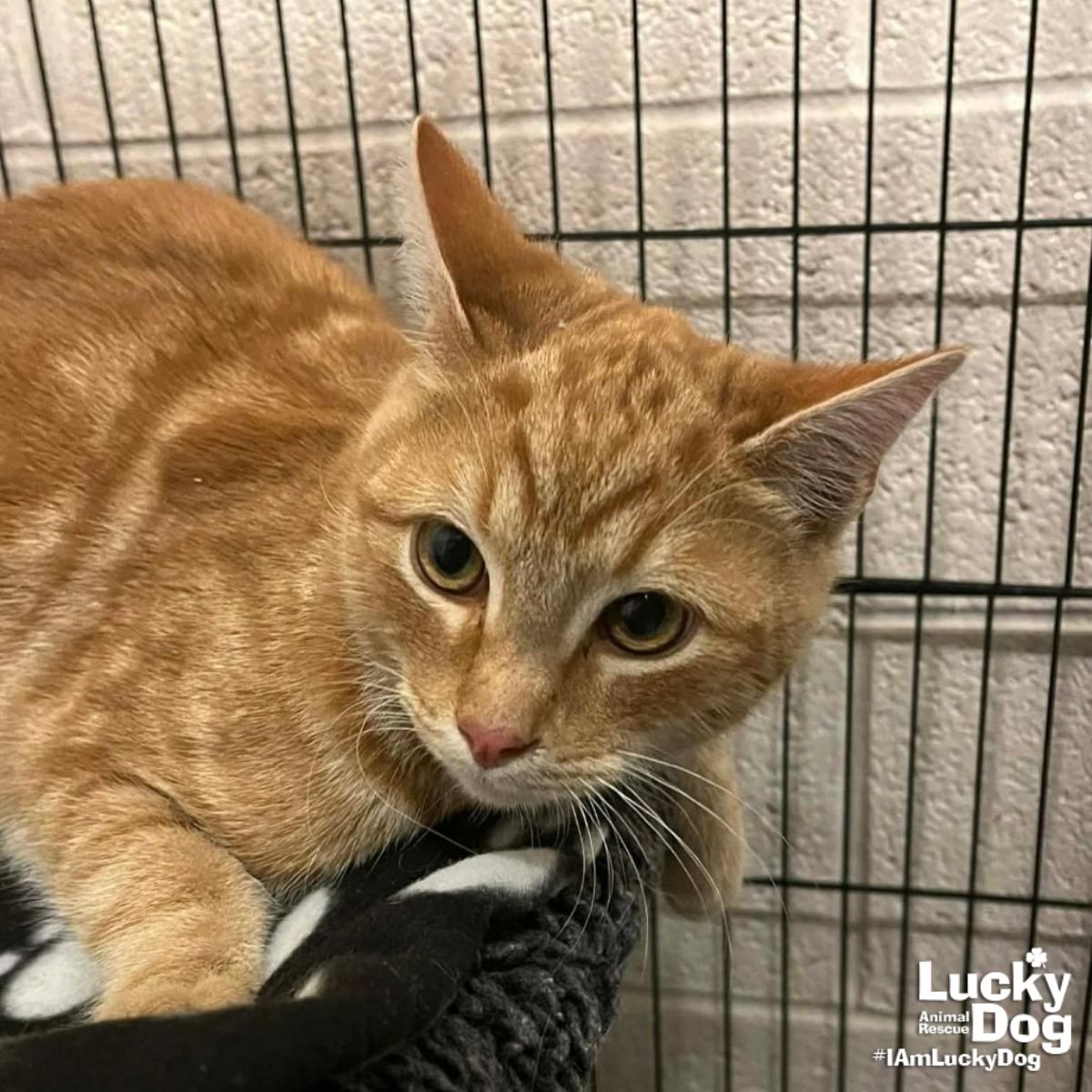 OVERCAST - Domestic Short Hair available for adoption