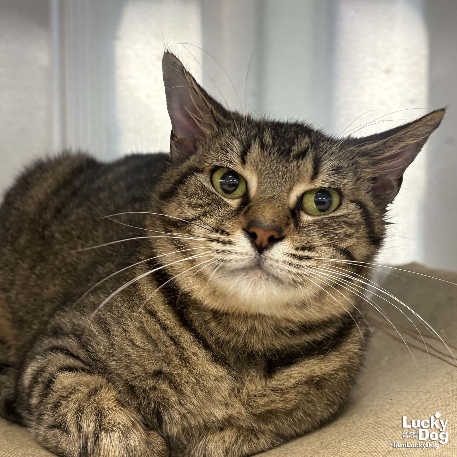 EDAMAME - Domestic Short Hair available for adoption