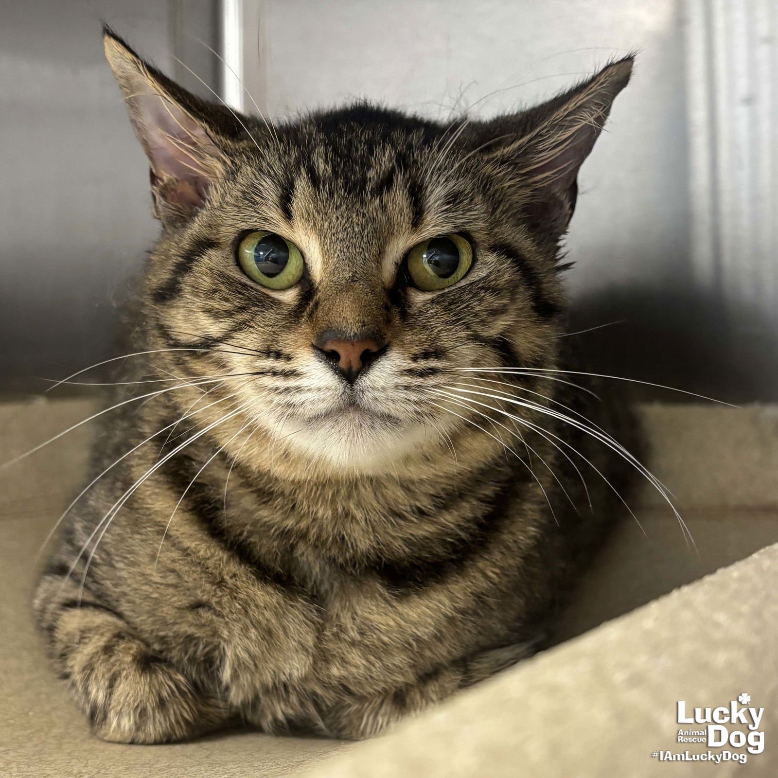 EDAMAME - Domestic Short Hair available for adoption