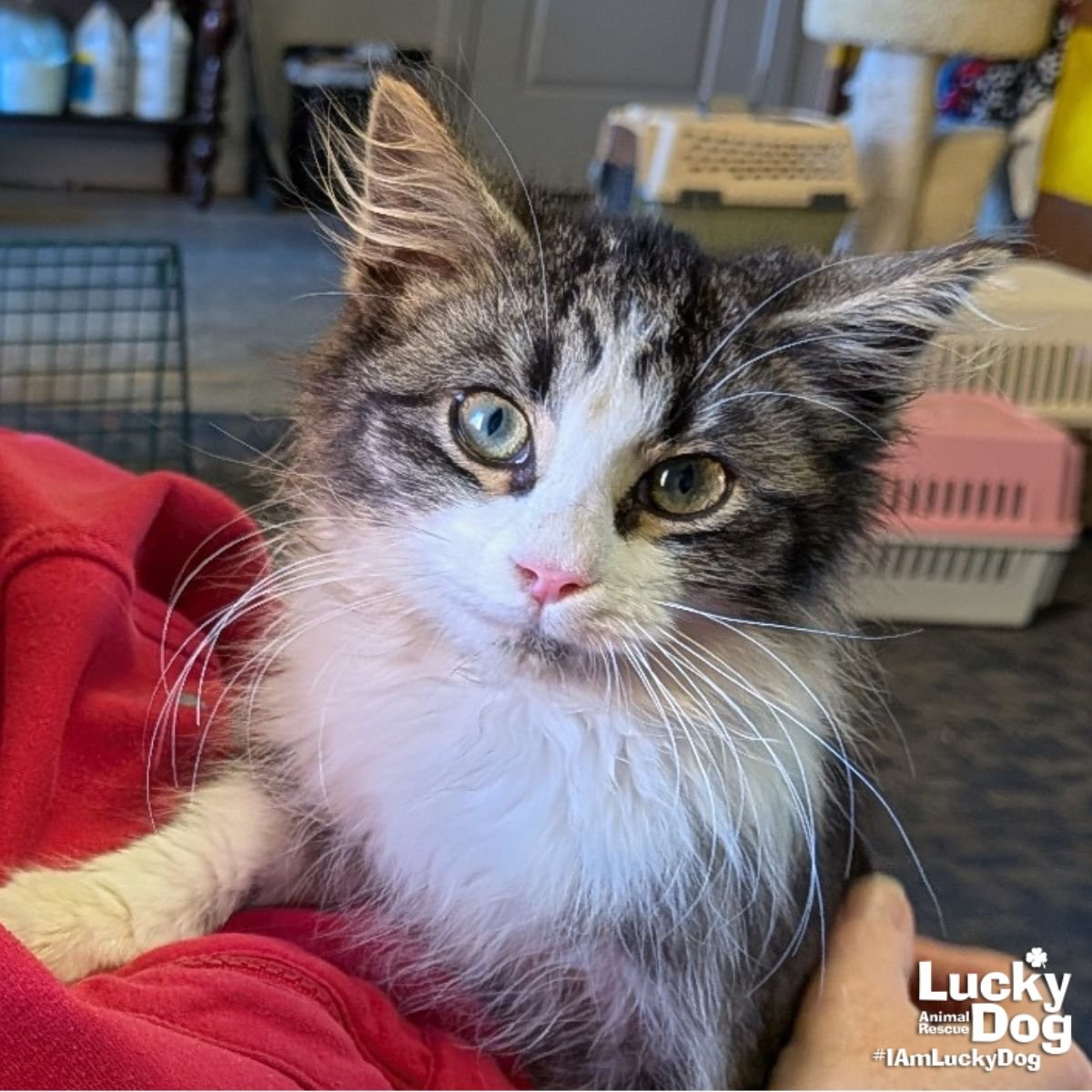 EZRA - Domestic Long Hair available for adoption