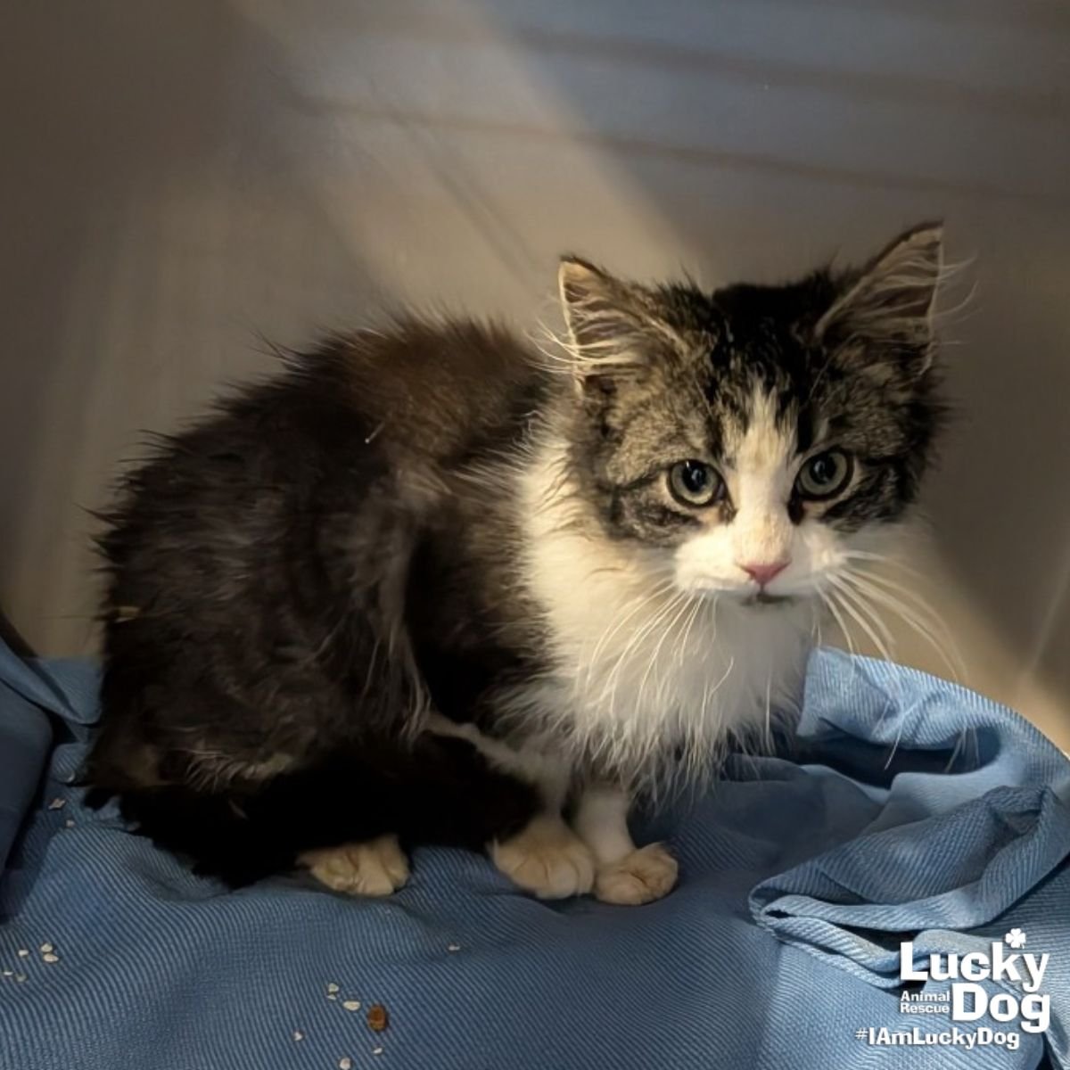 EZRA - Domestic Long Hair available for adoption