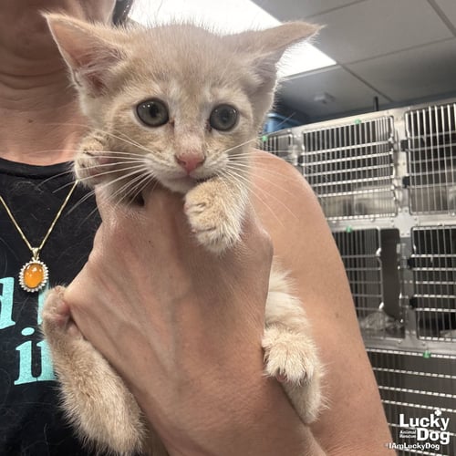 MY FLUTTERSHY - Domestic Short Hair available for adoption