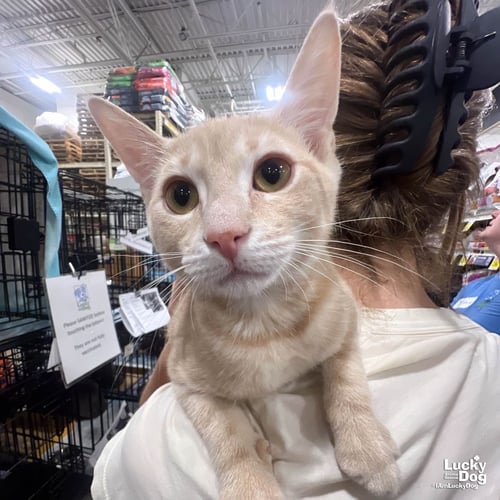 MY FLUTTERSHY - Domestic Short Hair available for adoption
