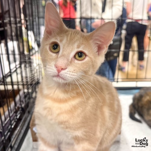 MY FLUTTERSHY - Domestic Short Hair available for adoption