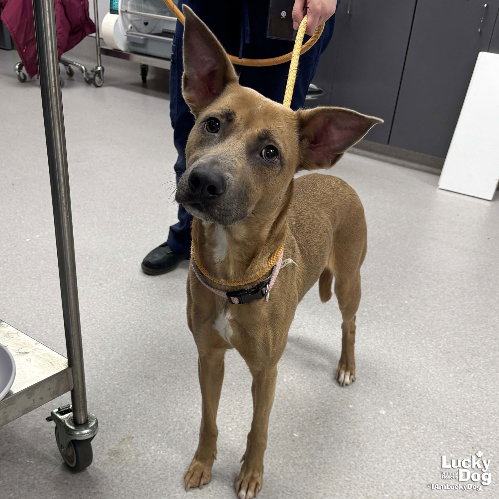 HAZEL - Shepherd / Terrier available for adoption