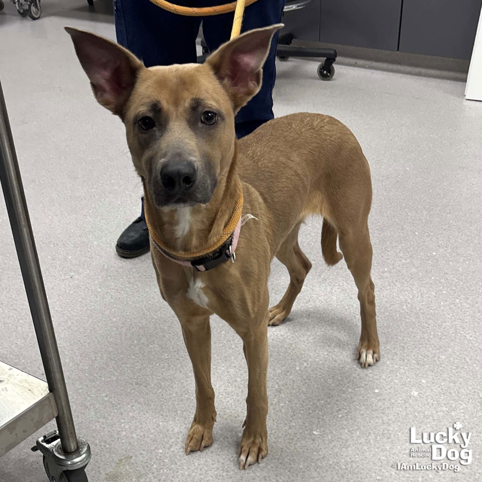 HAZEL - Shepherd / Terrier available for adoption