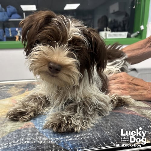 POET - Shih Tzu available for adoption