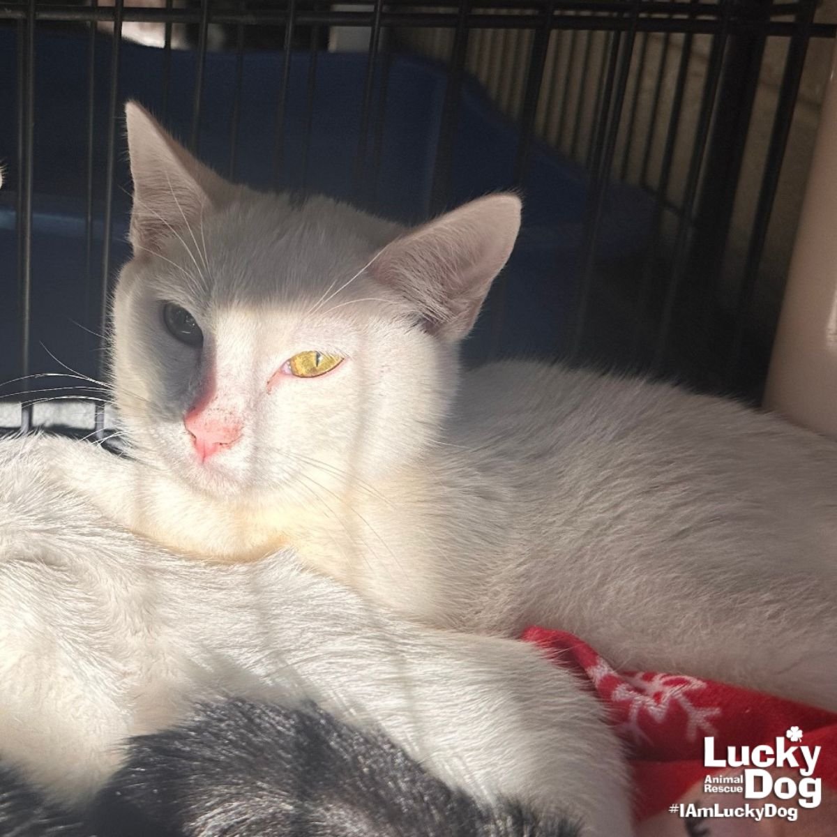 KEVLANDIA - Domestic Short Hair available for adoption