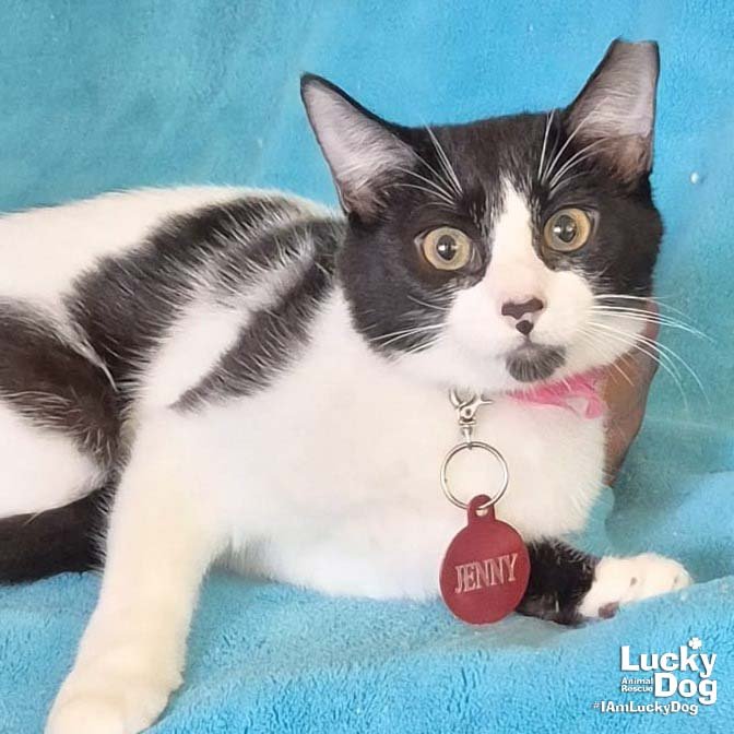 JENNY - Domestic Short Hair available for adoption