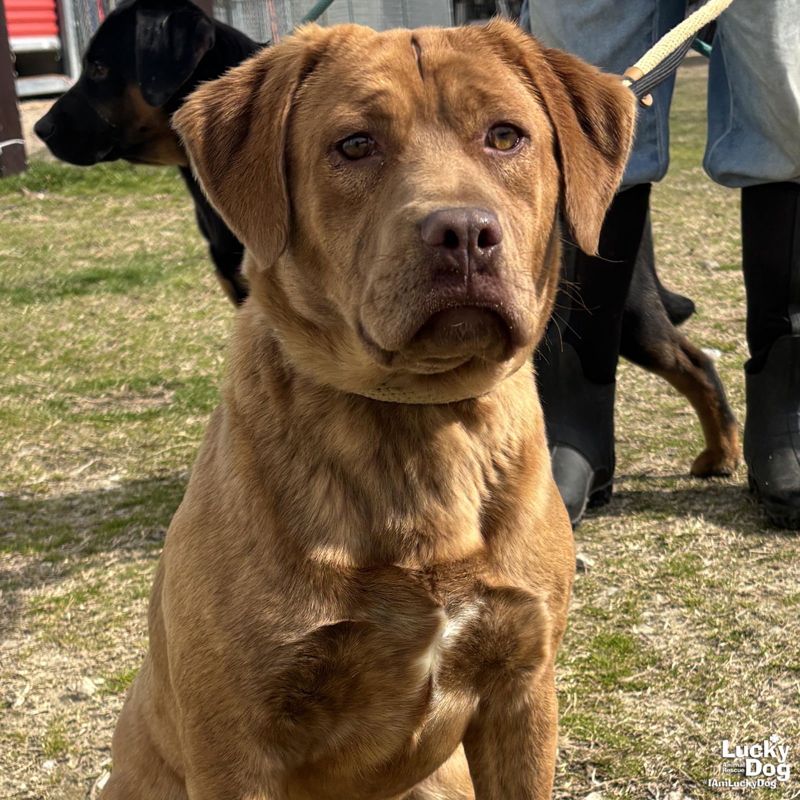 MARIO - Shepherd / Basset Hound available for adoption