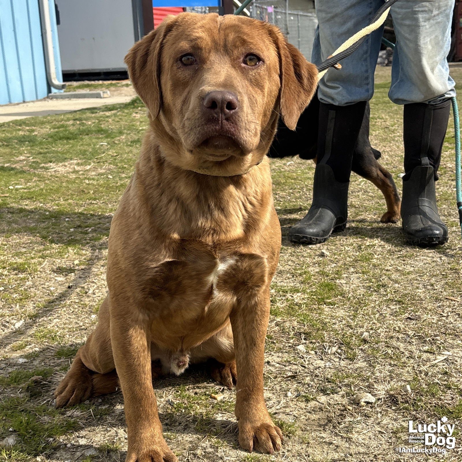 MARIO - Shepherd / Basset Hound available for adoption
