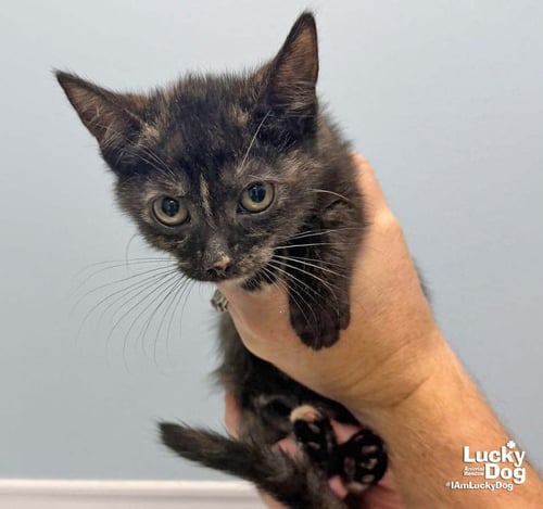 LOUISE - Domestic Short Hair available for adoption