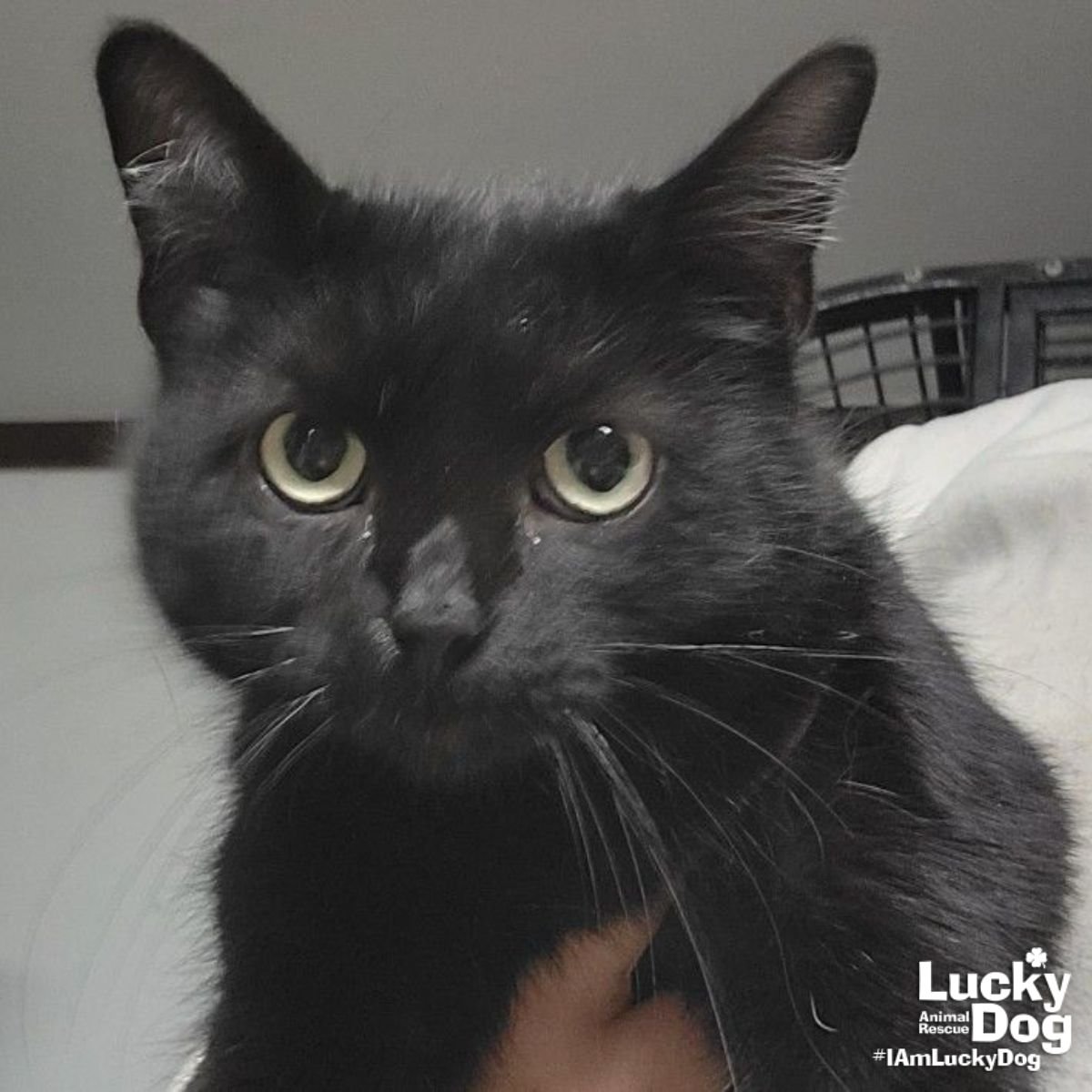 MAE - Domestic Short Hair available for adoption