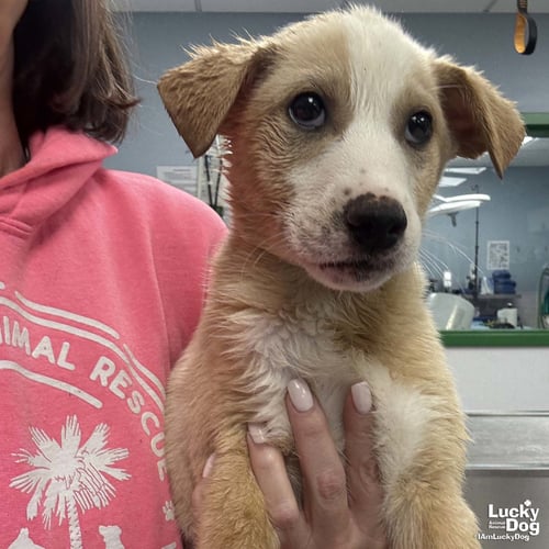 JOHN - Australian Shepherd / Shepherd available for adoption