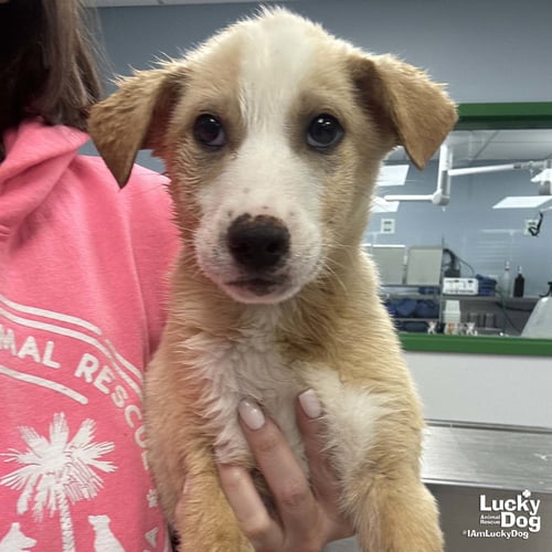 JOHN - Australian Shepherd / Shepherd available for adoption