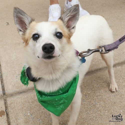 BARNEY - Jack Russell Terrier available for adoption
