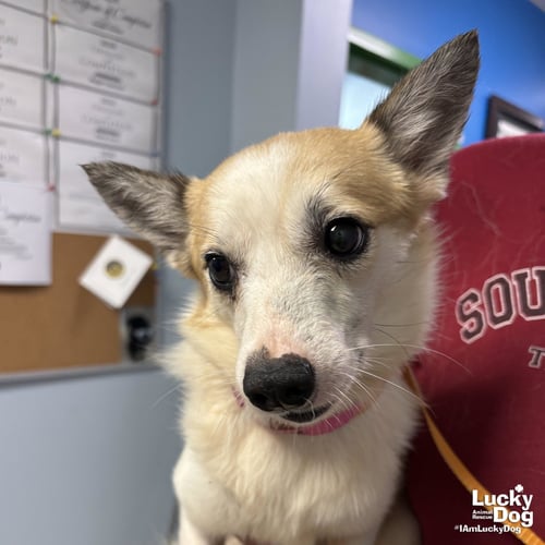 BARNEY - Jack Russell Terrier available for adoption