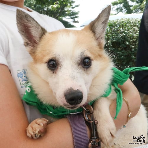 BARNEY - Jack Russell Terrier available for adoption