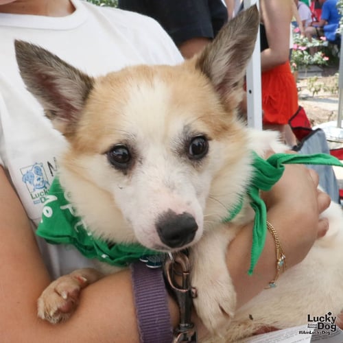 BARNEY - Jack Russell Terrier available for adoption