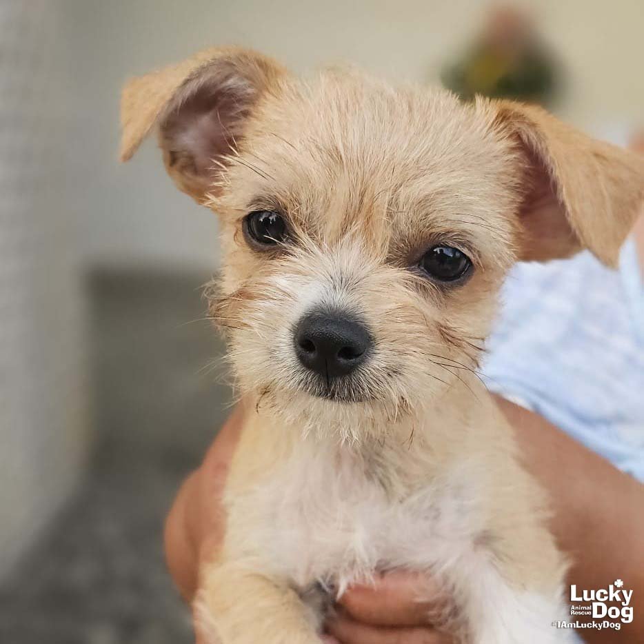 FIORELLA - Chihuahua / Shih Tzu available for adoption