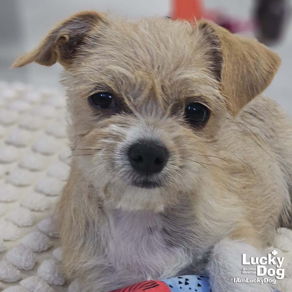 FIORELLA - Chihuahua / Shih Tzu available for adoption