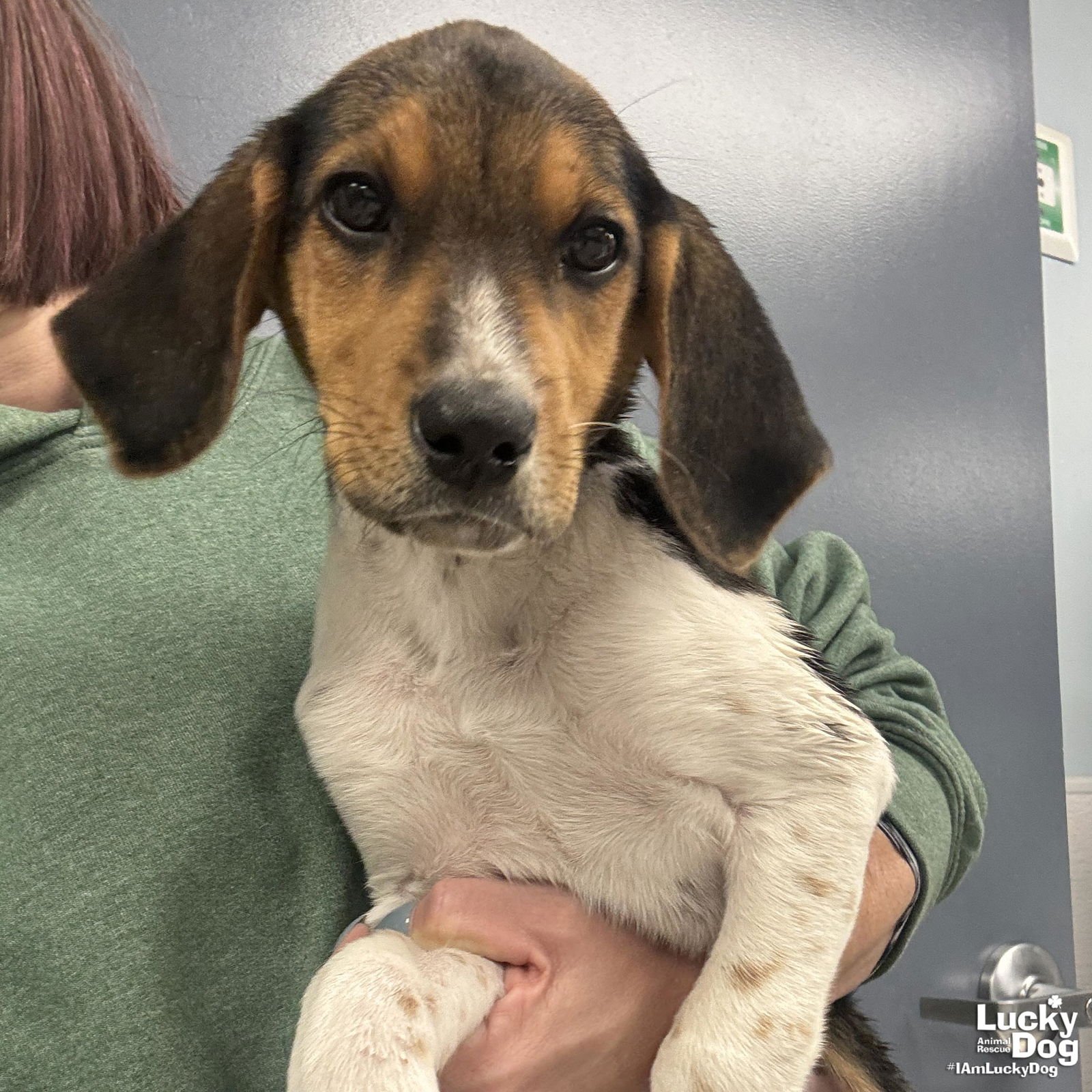 TINY - Hound available for adoption