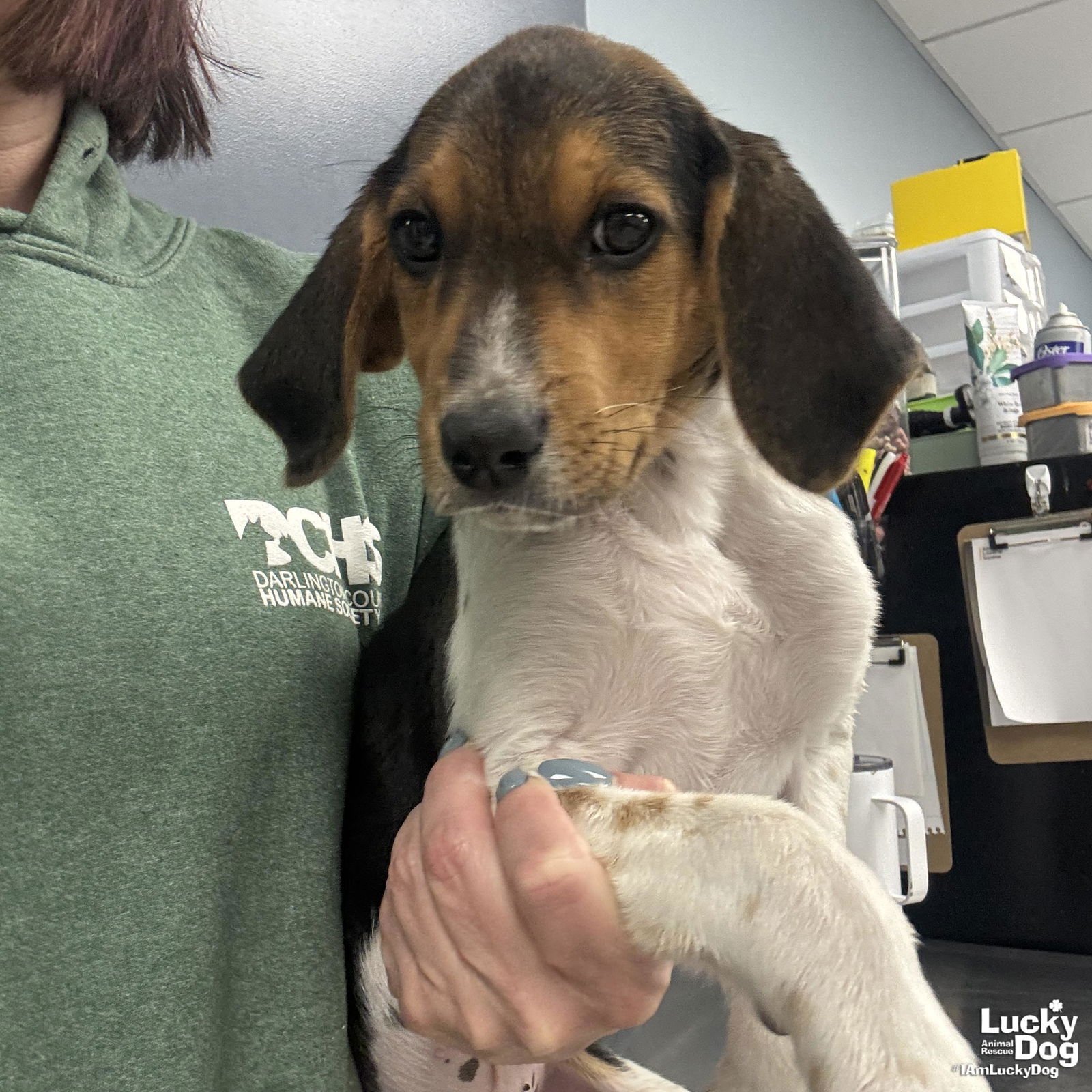 TINY - Hound available for adoption