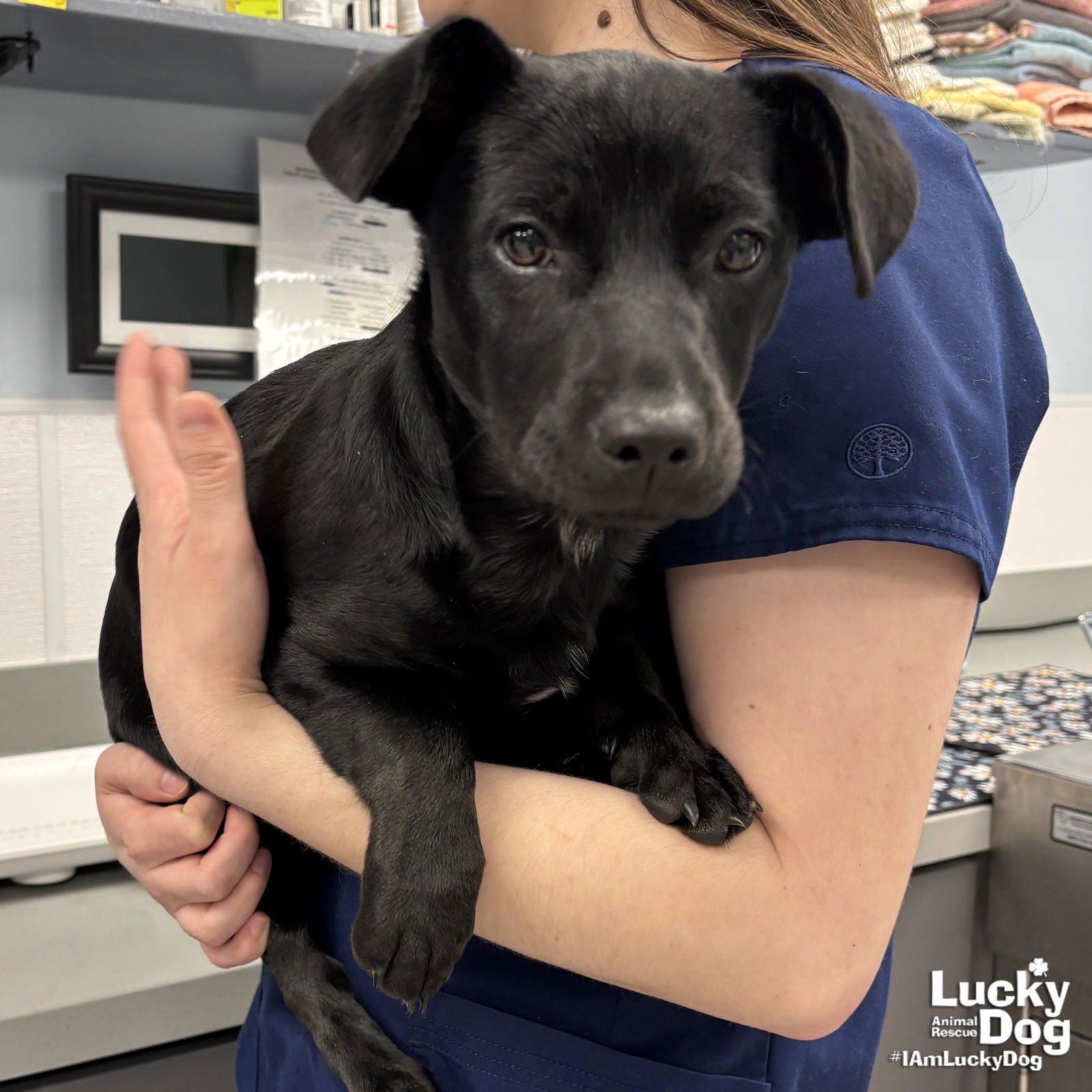 BEE - Labrador Retriever / Dachshund available for adoption