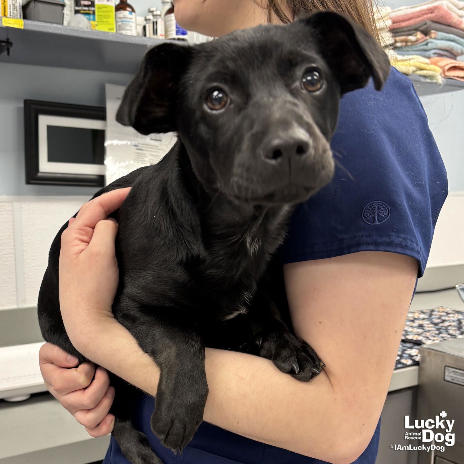 BEE - Labrador Retriever / Dachshund available for adoption