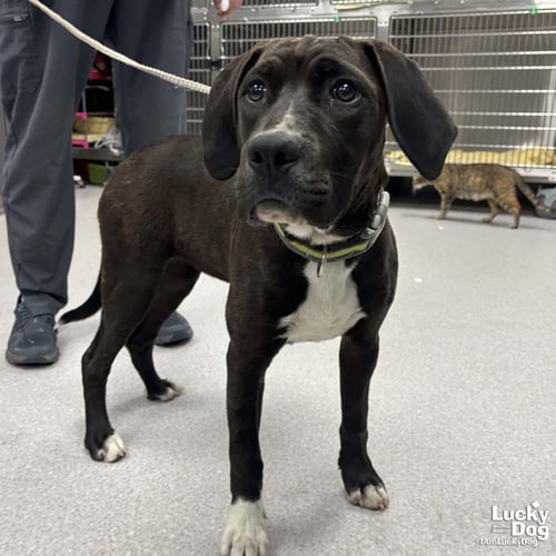 CASSATT - Labrador Retriever / Hound available for adoption