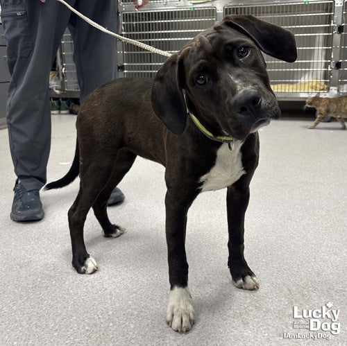 CASSATT - Labrador Retriever / Hound available for adoption