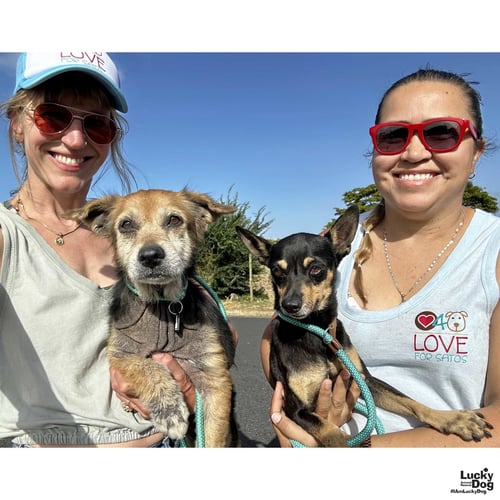FATIMA - Labrador Retriever / Retriever available for adoption
