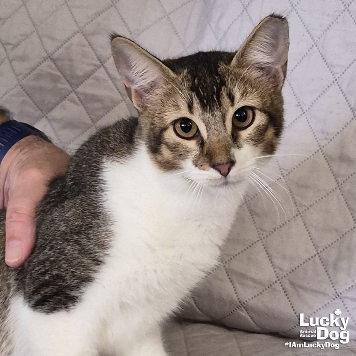 RUDY - Domestic Short Hair / Tabby available for adoption