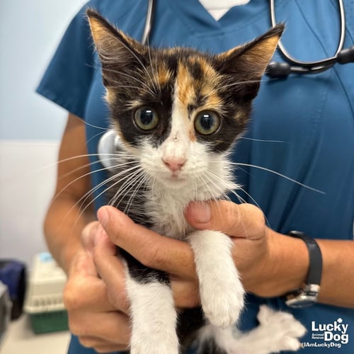 WILLOW - Domestic Short Hair available for adoption