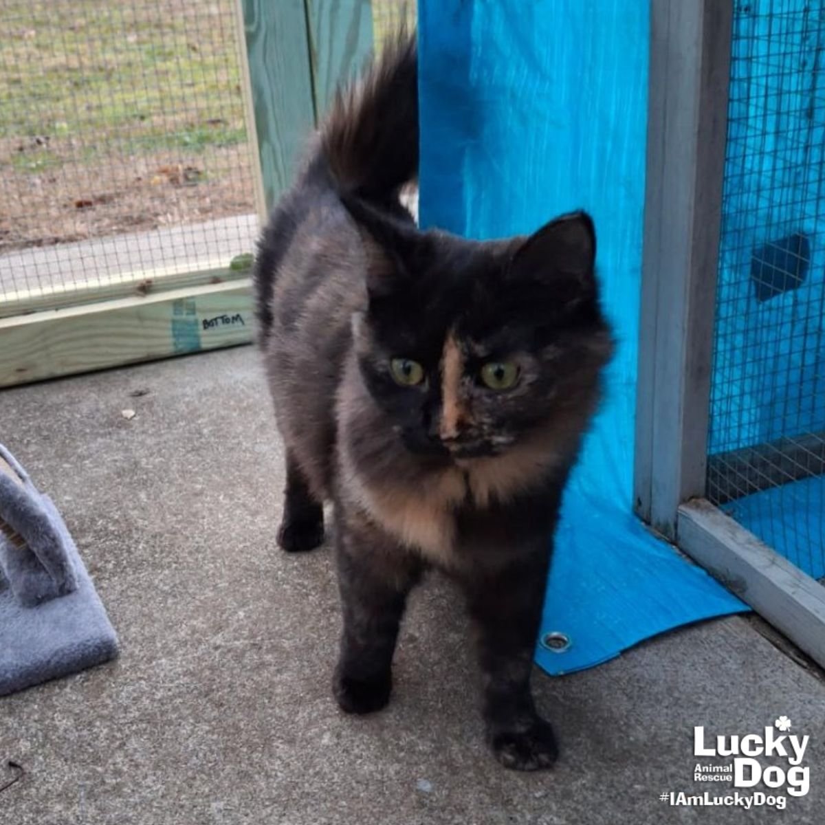 MOCHA - Domestic Short Hair available for adoption