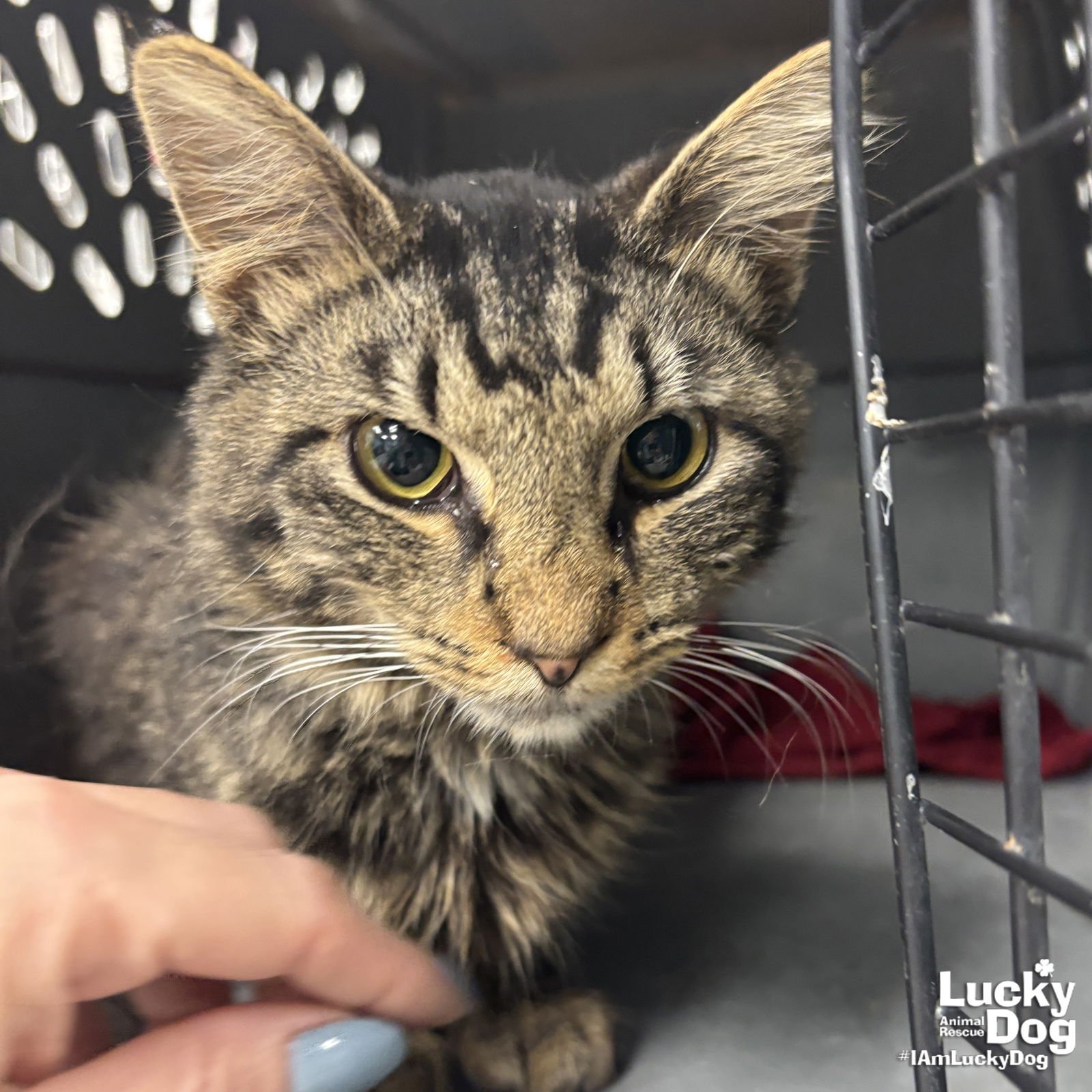 MOCHI - Domestic Medium Hair available for adoption