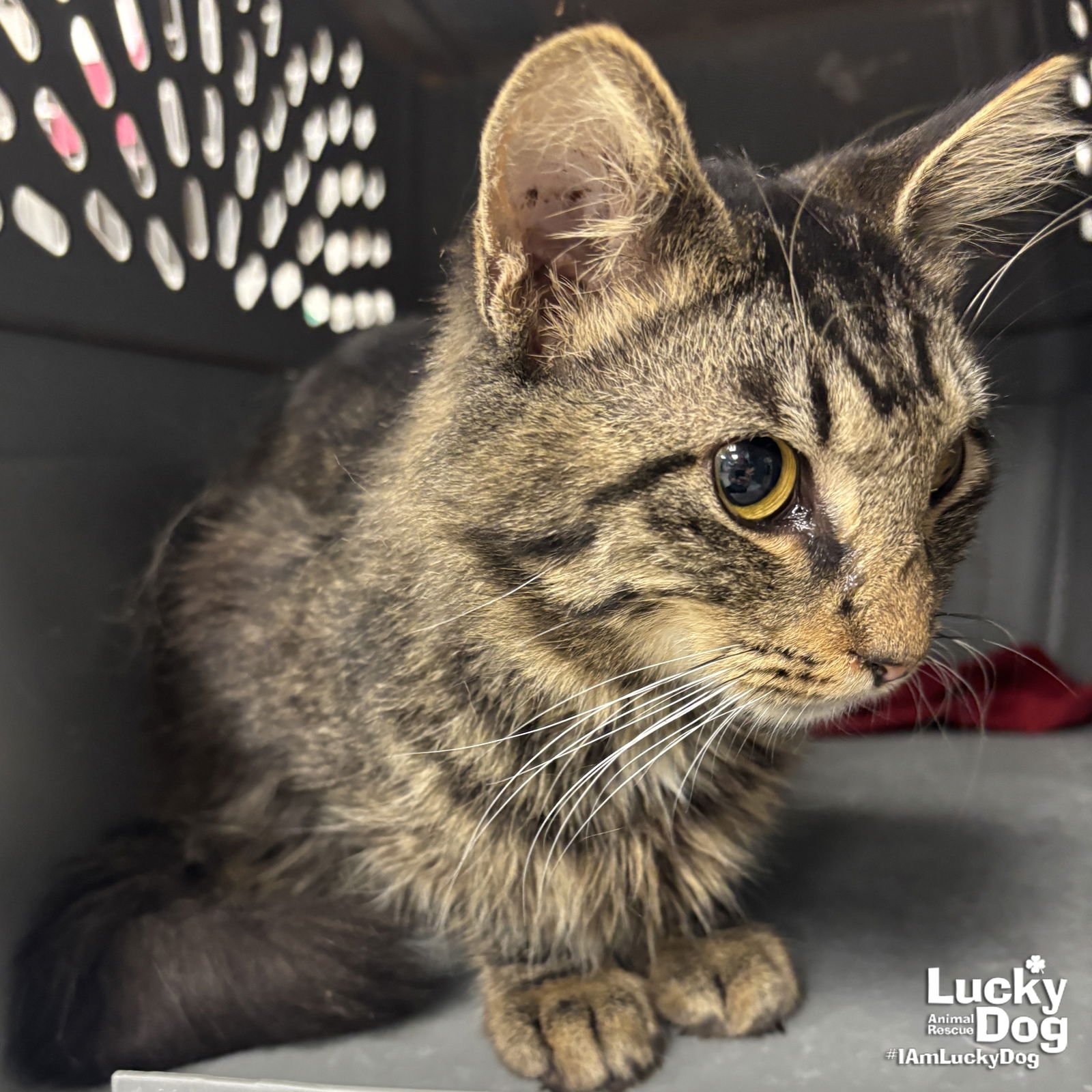 MOCHI - Domestic Medium Hair available for adoption