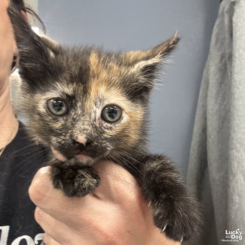 MY TWILIGHT SPARKLE - Domestic Short Hair available for adoption