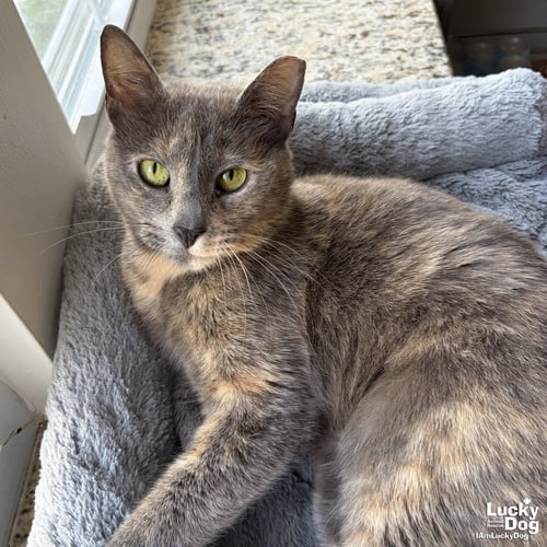 PENNY - Domestic Short Hair available for adoption