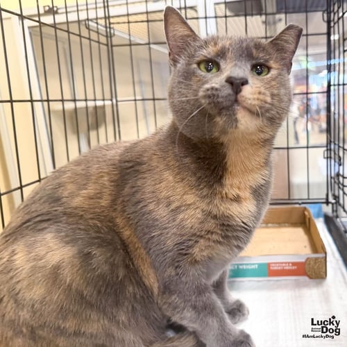 PENNY - Domestic Short Hair available for adoption