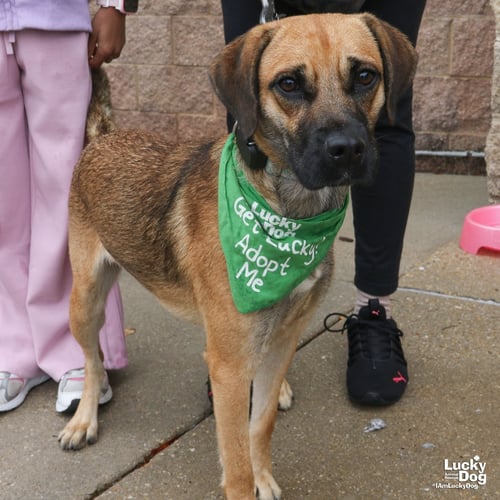 MYSTIQUE - Black Mouth Cur / Labrador Retriever available for adoption