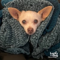 Binks - Photo 2