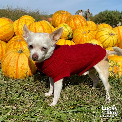 BINKS - Chihuahua / Terrier available for adoption