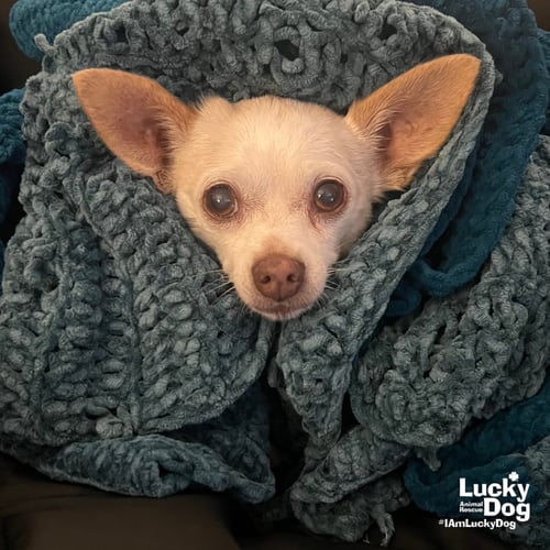 BINKS - Chihuahua / Terrier available for adoption