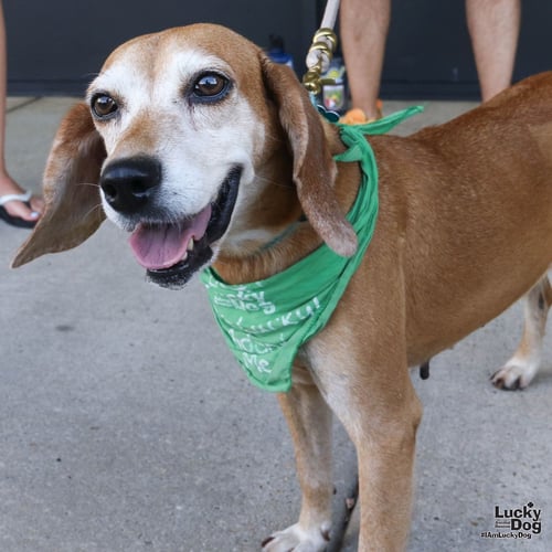 YOYO - Beagle available for adoption