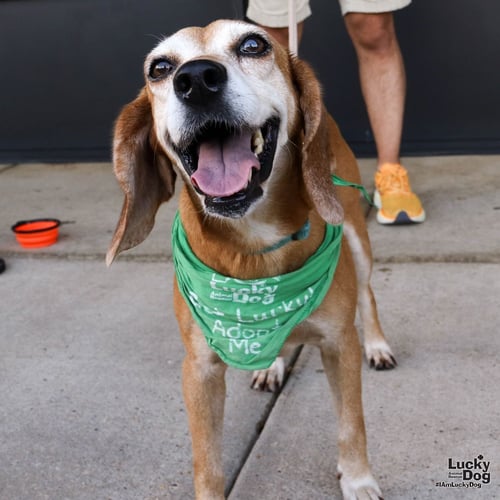 YOYO - Beagle available for adoption