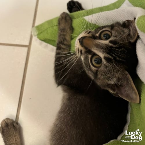 LEON - Domestic Short Hair available for adoption