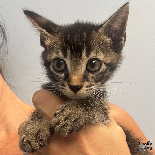 LEON - Domestic Short Hair available for adoption